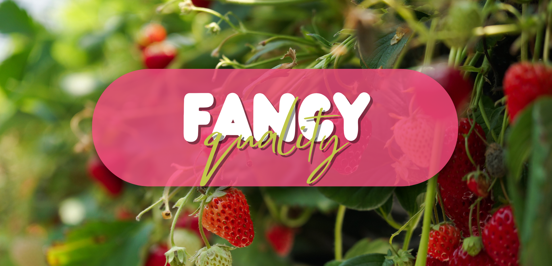 Fancy Quality